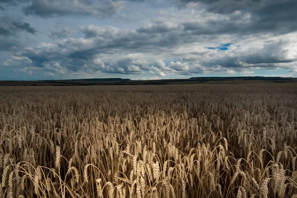 Wheat Field Thunderstorm — Stock Photo, Image