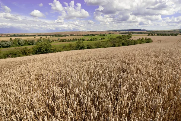 Wheat Field Harvest Czech Republic — Stock Photo, Image