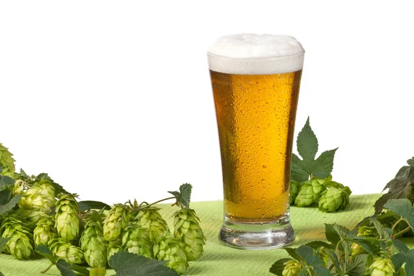 一杯啤酒和啤酒花在白色背景 — 图库照片
