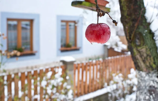 Uma Maçã Esquecida Macieira Inverno — Fotografia de Stock