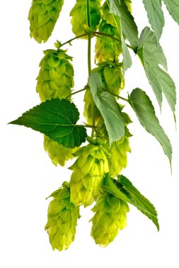 Beyaz arka plan üzerinde izole koniler şerbetçiotu