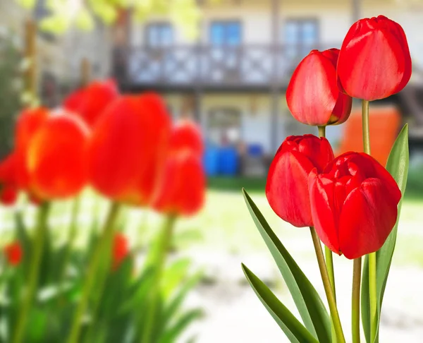 Tulipani Rossi Giardino Con Una Casa Sullo Sfondo — Foto Stock