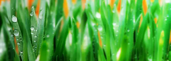 Detail van druppels water in het gras — Stockfoto