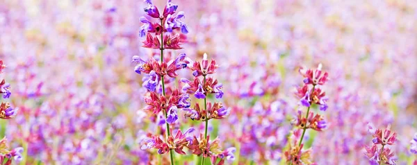 Flores de Salvia en el jardín. Panorámica . — Foto de Stock