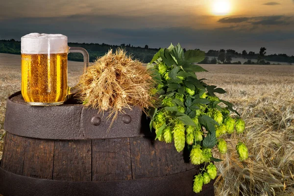 Glas öl med humlekottar i fältet baley. — Stockfoto