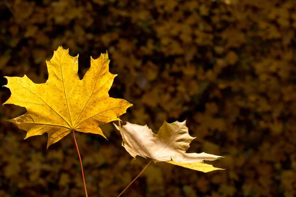 Detail der Blätter in der Herbstsaison. — Stockfoto