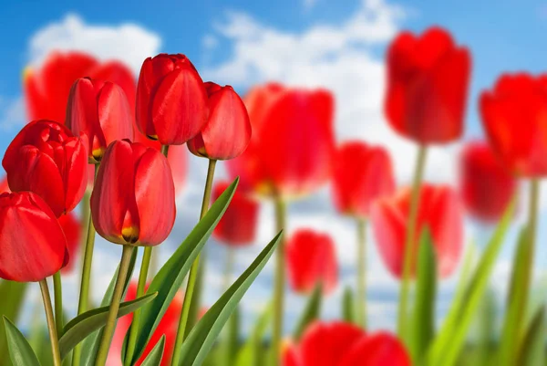 Tulipes rouges dans le lit de fleurs avec ciel bleu — Photo