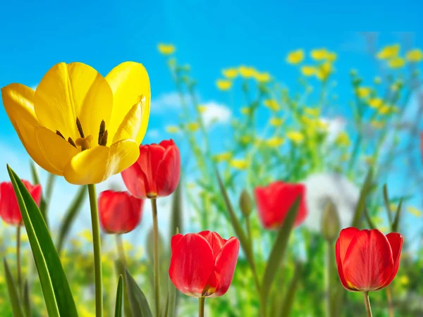 Sárga és piros tulipánok a réten — Stock Fotó