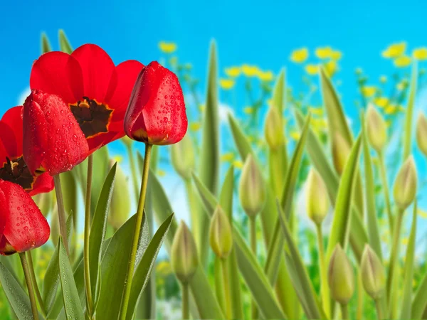 Tulipas vermelhas com gotas de água no prado — Fotografia de Stock