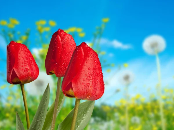 Rode tulpen met druppels water in de weide — Stockfoto