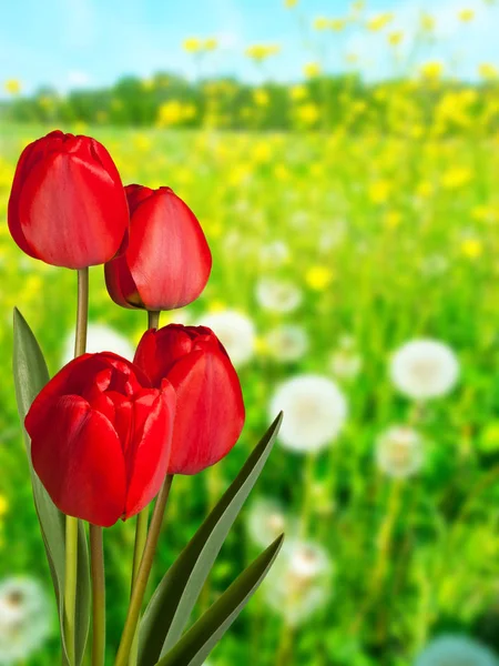 Rode tulpen in de weide in de lente — Stockfoto