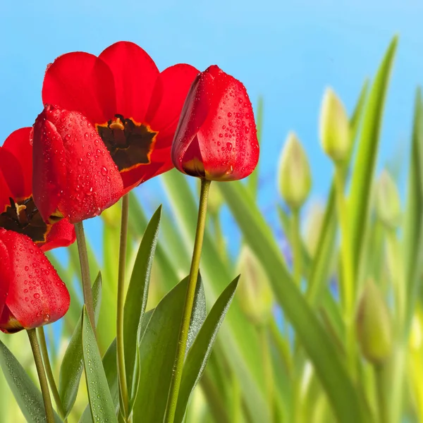 Röda tulpaner i blomma säng med blå himmel — Stockfoto