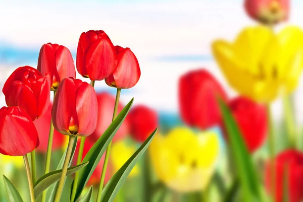 Tulipanes rojos y amarillos en el jardín —  Fotos de Stock