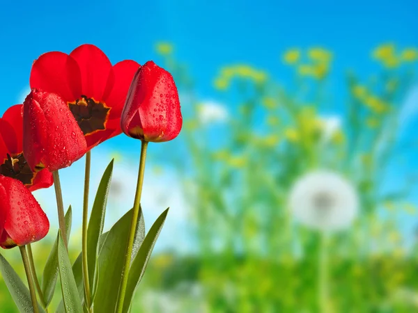 Tulipanes rojos con gotas de agua en el prado — Foto de Stock