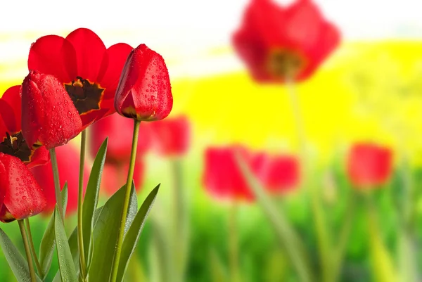 Tulipanes rojos con gotas de agua en el prado —  Fotos de Stock