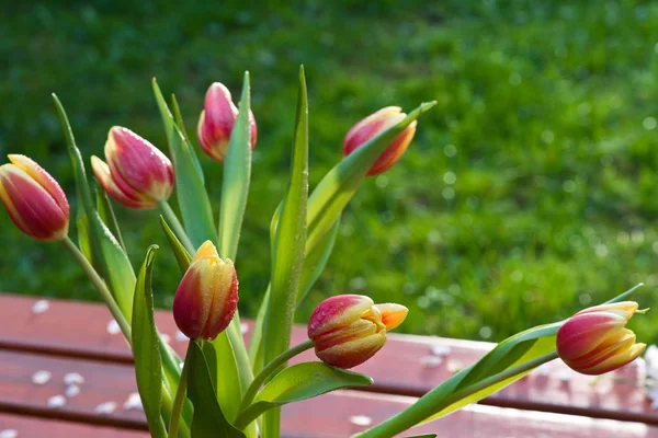 Красные тюльпаны с капельками воды в саду — стоковое фото