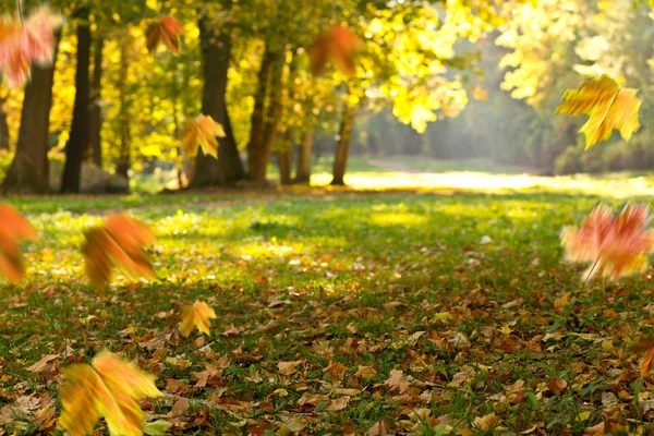 秋の背景。公園の風景. — ストック写真