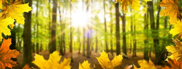 Sfondo autunnale. Paesaggio i la foresta nella giornata di sole . — Foto Stock