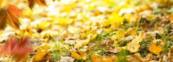 Herbsthintergrund. Umgestürzte Blätter auf dem Boden im Gras. — Stockfoto