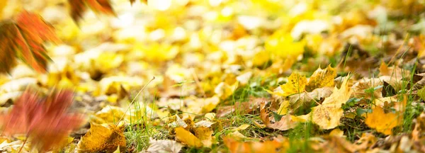 Sfondo autunnale. Foglie cadute a terra nell'erba . — Foto Stock