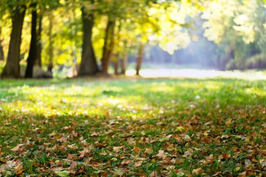 Akçaağaç parkta sonbahar yaprakları