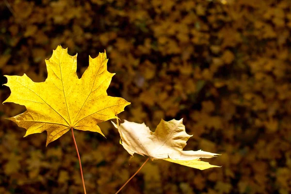 Detail der Blätter in der Herbstsaison. — Stockfoto