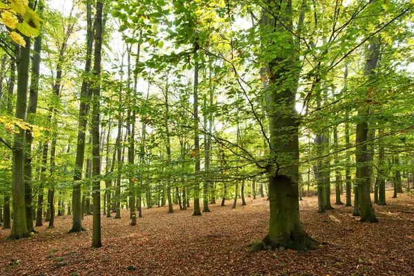 Güneşli gün sonbaharda ormanda