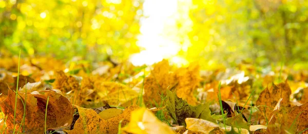 Fond d'automne. Feuilles tombées sur le sol dans l'herbe . Images De Stock Libres De Droits