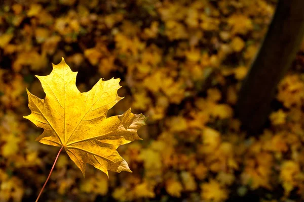 Detail des Blattes im Herbst. — Stockfoto