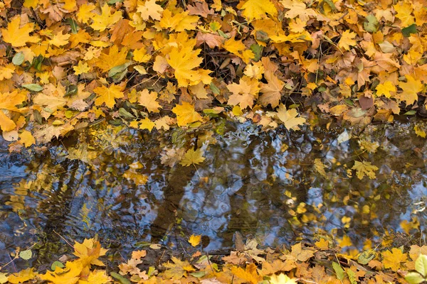 Fallendes Laub über dem Bach im Herbst. — Stockfoto