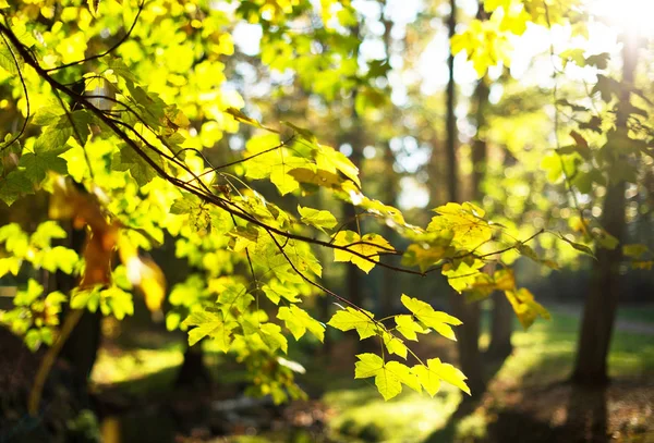 秋季公园红叶 Dtail — 图库照片