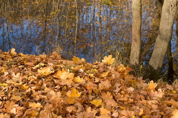 Detalle de las hojas a orillas del río . — Foto de Stock