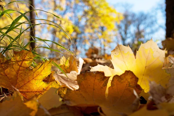 Detalle de las hojas en la temporada de otoño . — Foto de Stock