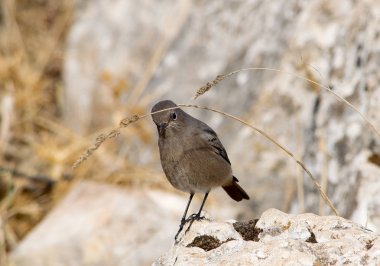 Dişi siyah kızıl yıldız. Endülüs. İspanya.