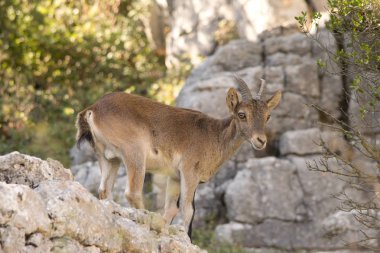 Vahşi doğadaki İber dağ keçisi. İspanya.