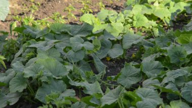 Ev bahçesinde salatalık sarmaşığı. Gerçek zamanlı. Kamera hareketi yok.