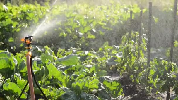 Irrigation Dans Jardin Maison Aucun Mouvement Caméra — Video