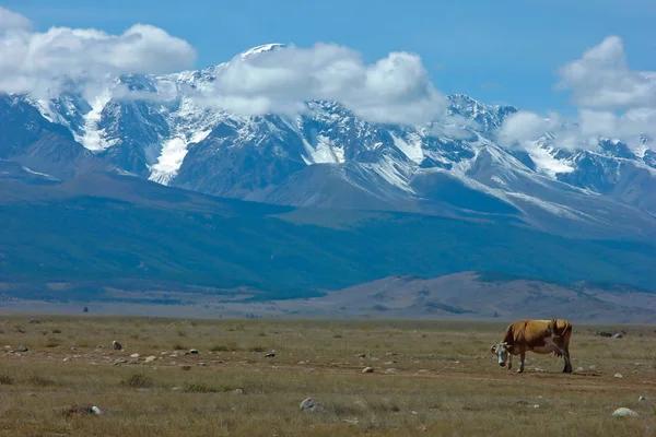 Altay bölgesi dağlarında