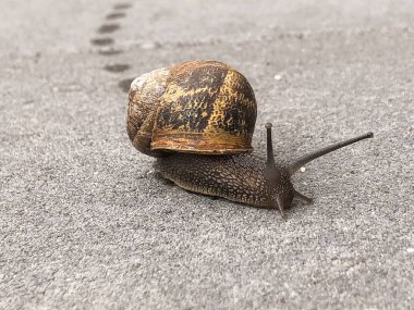 Een slakkenleven in de tuin