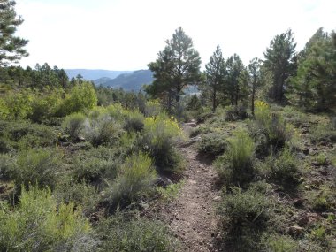 Dixie ormandaki bir iz