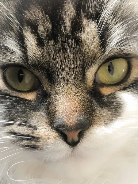 Πρόσωπο Της Μιας Σιβηρικής Γάτας — Φωτογραφία Αρχείου