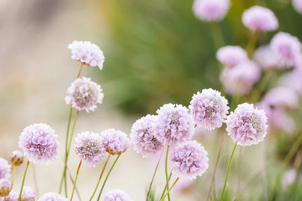 Beautiful Delicate Pink Flowers Found Dunes Algarve Coas Summer Portugal — Stock Photo, Image