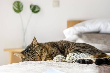 Kahverengi kedi yatak yatakta yatan uyku 