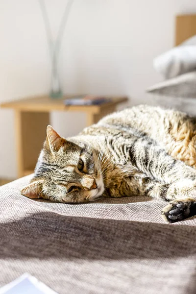 太陽の下でベッドに横になっている茶色の猫 — ストック写真
