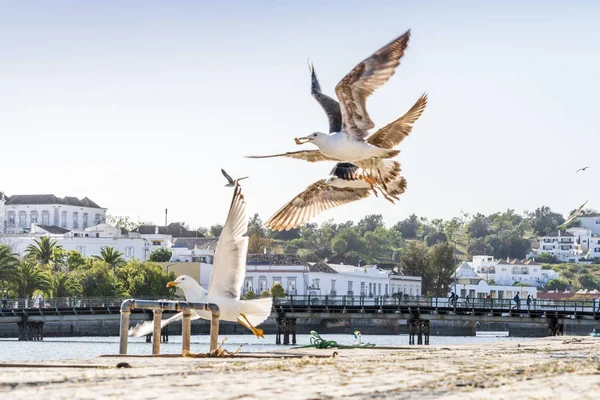 Tre gabbiani che sorvolano la riva del fiume a Tavira, Portogallo — Foto Stock