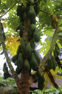 Bahçedeki yeşil papaya ağacı
