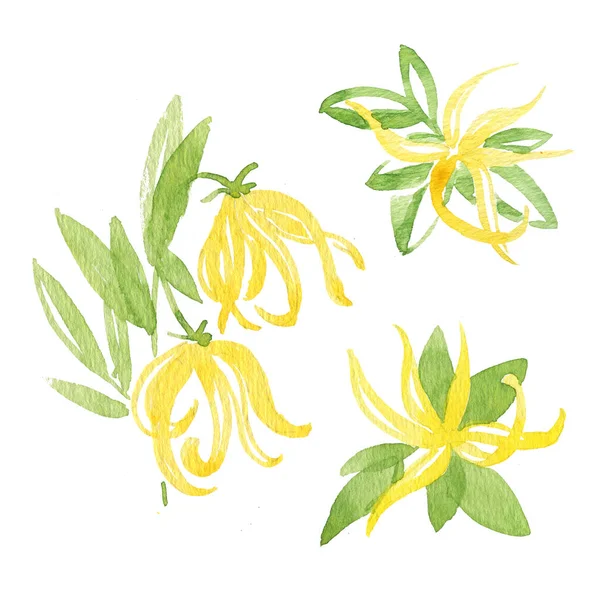 Ylang-Ylang akvarell illusztrációja. Botanikai illusztráció. Ábrán az üdvözlőlapok, meghívók — Stock Fotó