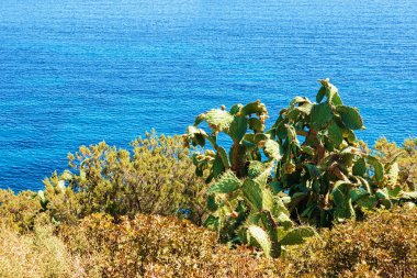 Kaktüsler bitki ve Villasimius, Cagliari, İtalya Güney Sardinya beklemekteyiz deniz kıyılarında