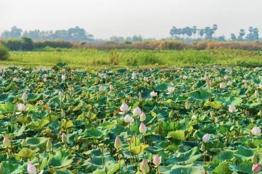 Lotus çiçek alanı ve Siem Reap, Kamboçya'da grupta.