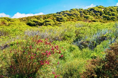 Doğa Buggerru, Carbonia Iglesias, Sardunya, İtalya